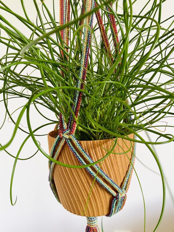 Pojedynczy kwietnik z koralami