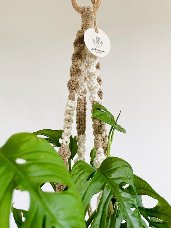 Pojedynczy kwietnik dwukolorowy 2