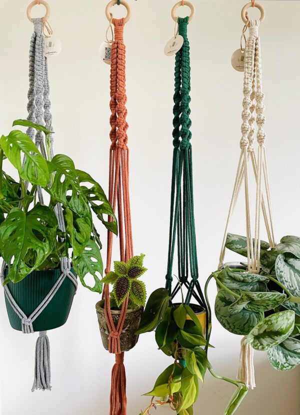 Kwietnik standard różne kolory