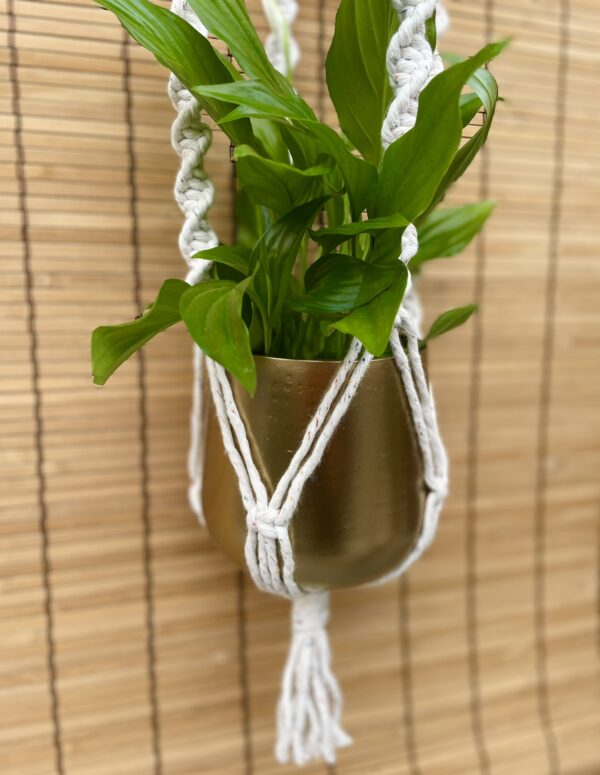 Kwietnik podwójny LOTOS