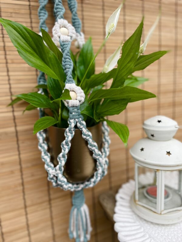 Kwietnik DAISY gwiezdny pył+ laurowy