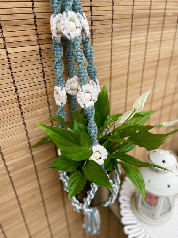 Kwietnik DAISY gwiezdny pył+ laurowy