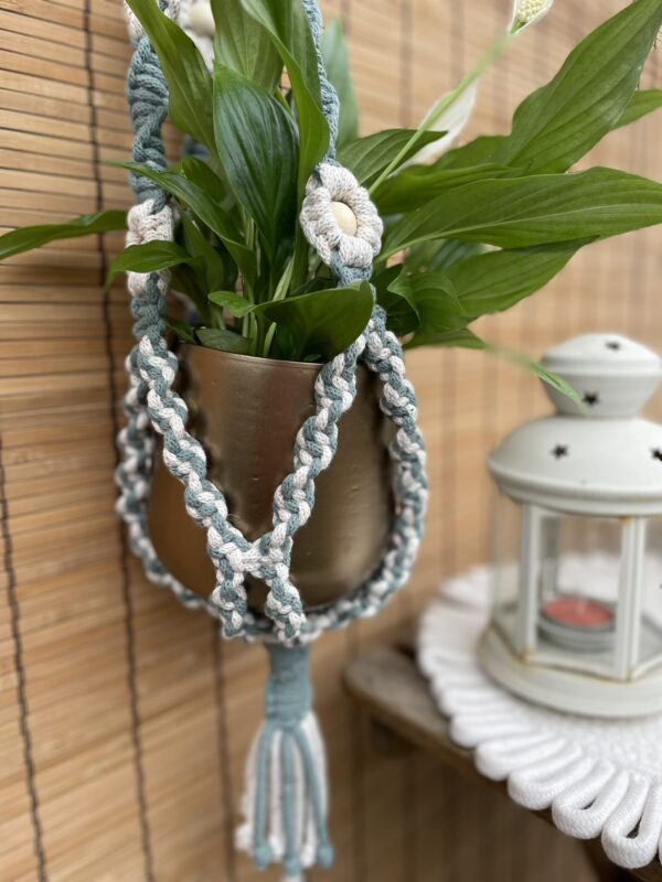 Kwietnik DAISY gwiezdny pył+ laurowy