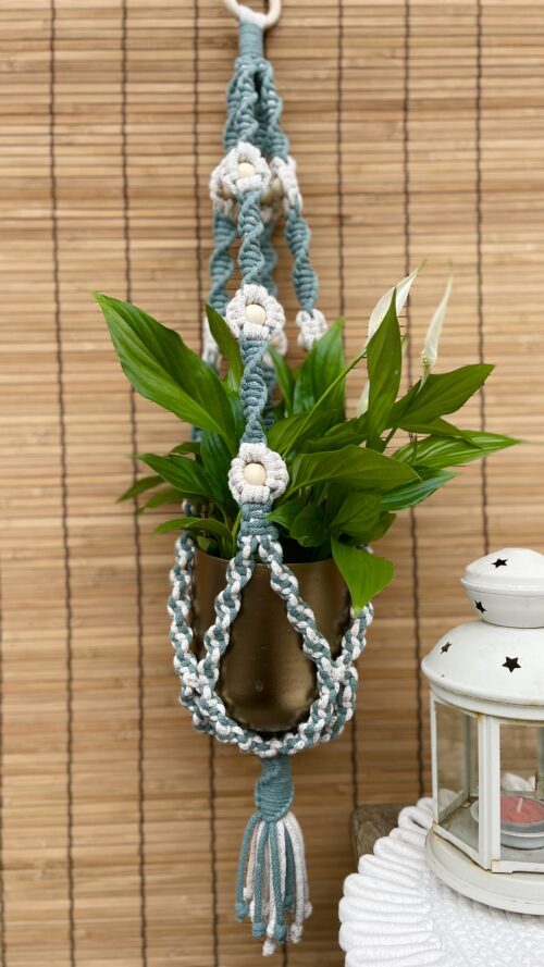 Kwietnik DAISY gwiezdny pył+ laurowy