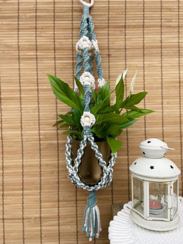 Kwietnik DAISY gwiezdny pył+ laurowy